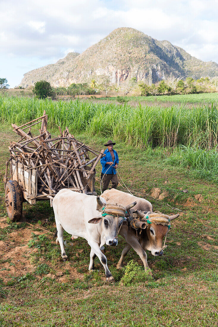 Mogotes and tobacco fields in Vinales, climbing region, loneliness, beautiful nature, family travel to Cuba, parental leave, holiday, time-out, adventure, National Park Vinales, Vinales, Pinar del Rio, Cuba, Caribbean island