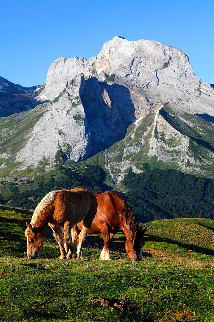 France, Nouvelle Aquitaine, Pyrenees Atlantiques department (64), Bearn country,  Ossau valley, Aubisque pass