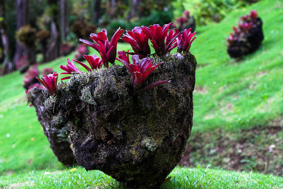 Bromeliacees,  botanical garden of Balata, Martinique, France