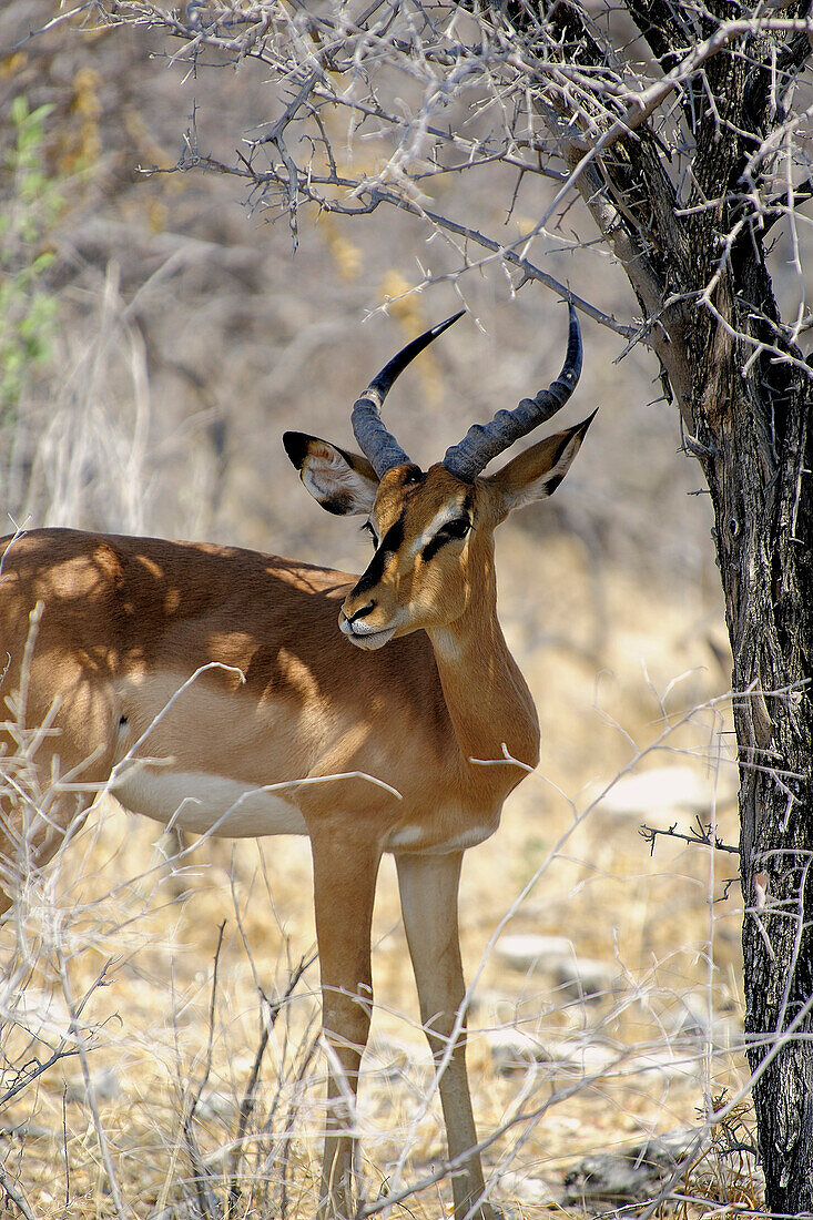 Africa, Southern Africa, Namibia, Province the North: Omusati, National park: Etosha, Gazelle of Thomson