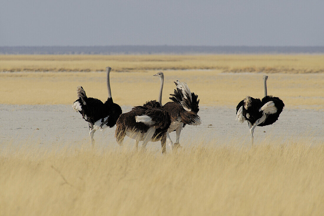 Africa, Southern Africa, Namibia, Province the North: Omusati, National park: Etosha, Ostrich (Struthio camelus)
