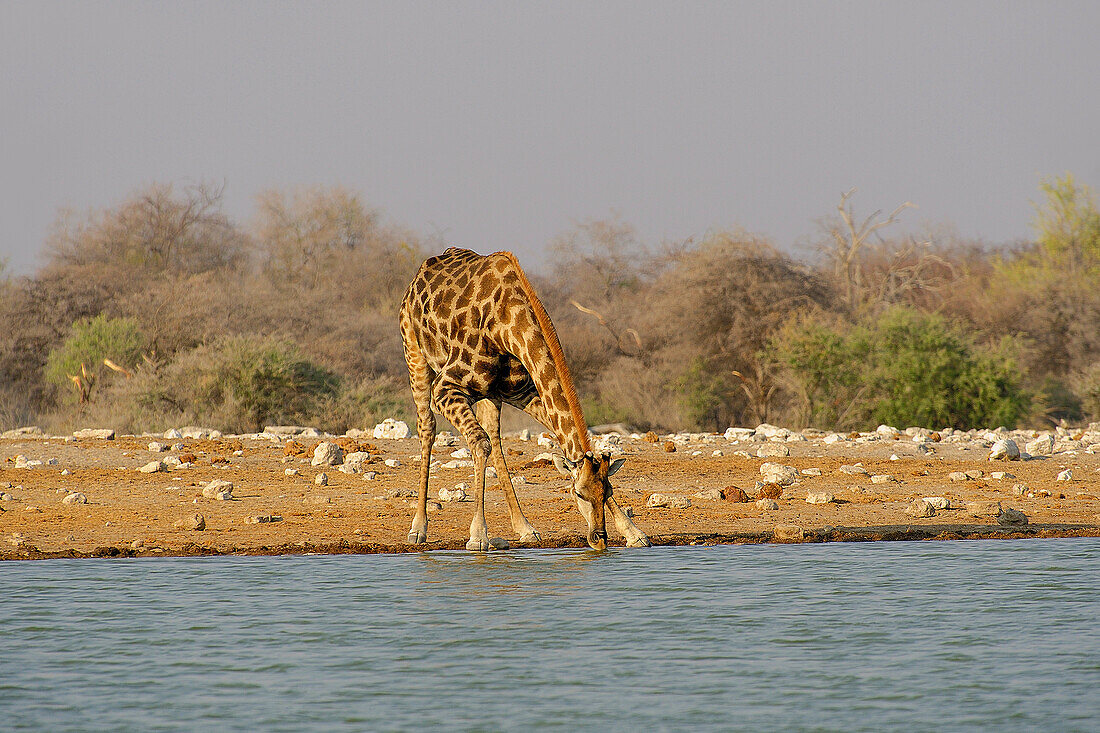 Africa, Southern Africa, Namibia, Province the North: Omusati, National park: Etosha, Giraffe (Giraffa Camelopardalis)