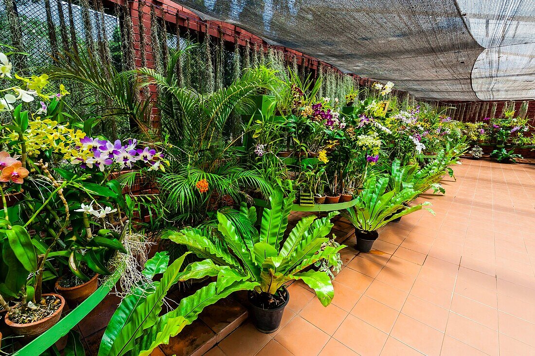 Orchids, Royal Botanical Gardens, Peradeniya, Kandy, Central Province, Sri Lanka