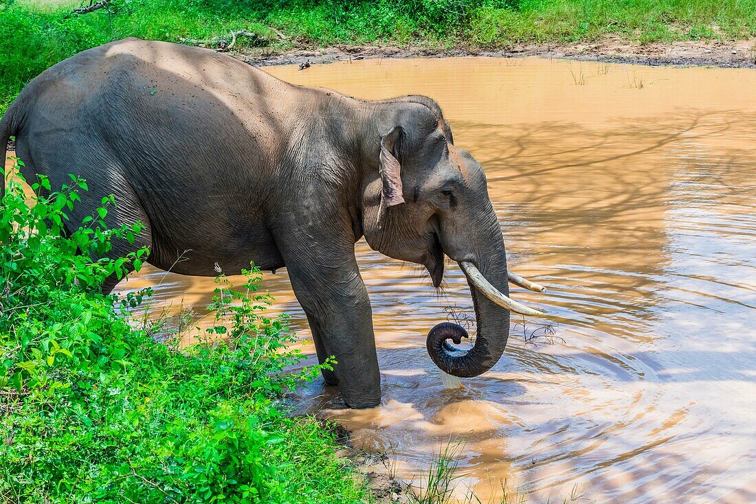 Tusked elephant drinking from a pond, Yala National Park, Southern Province, Sri Lanka