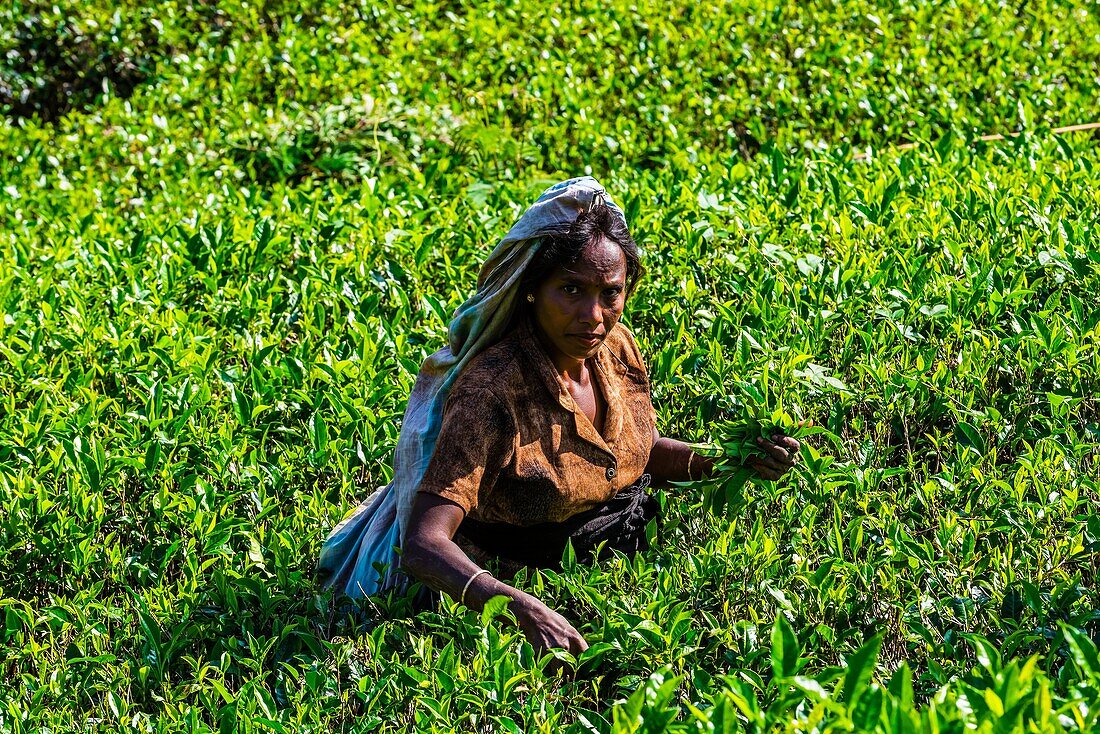 Women picking tea, Mackwoods Labookellie Tea Estate, near Nuwara Eliya, Central Province, Sri Lanka