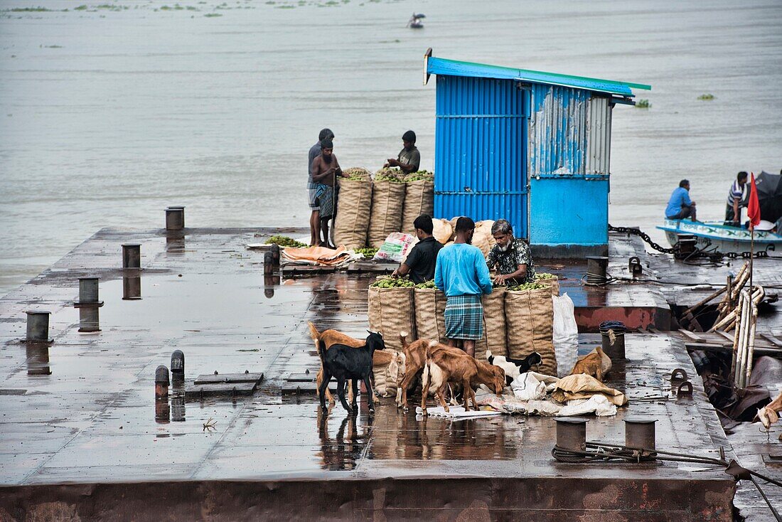 Goats and workers along the river, Dhaka, Bangladesh