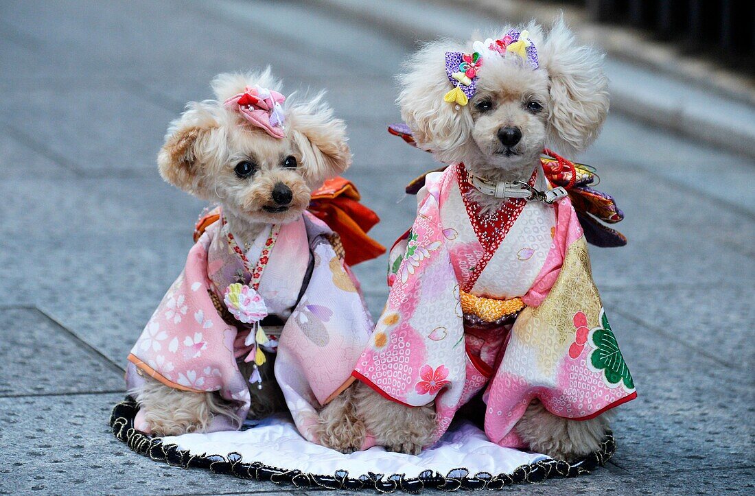 Portrait of two dogs wearing kimono,Kyoto, Japan,Asia