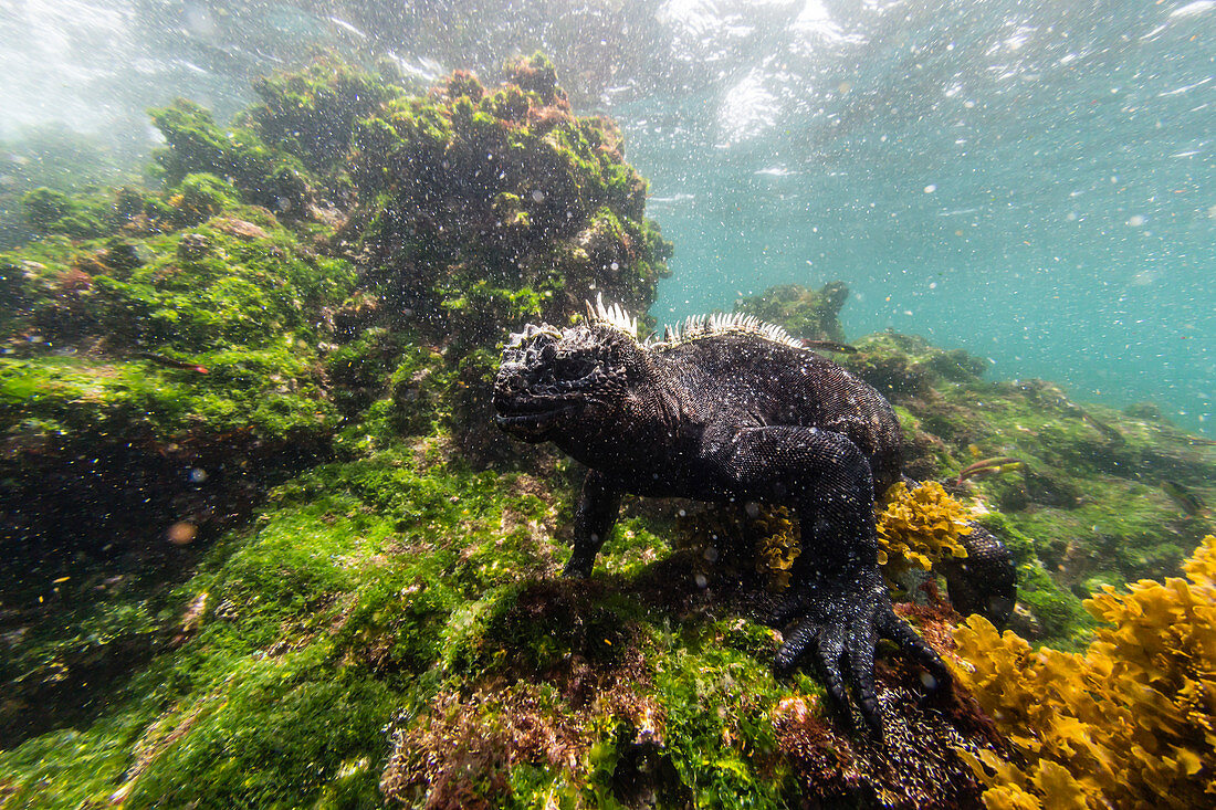 The endemic Galapagos marine iguana Amblyrhynchus cristatus feeding underwater, Fernandina Island, Galapagos, UNESCO World Heritage Site, Ecuador, South America