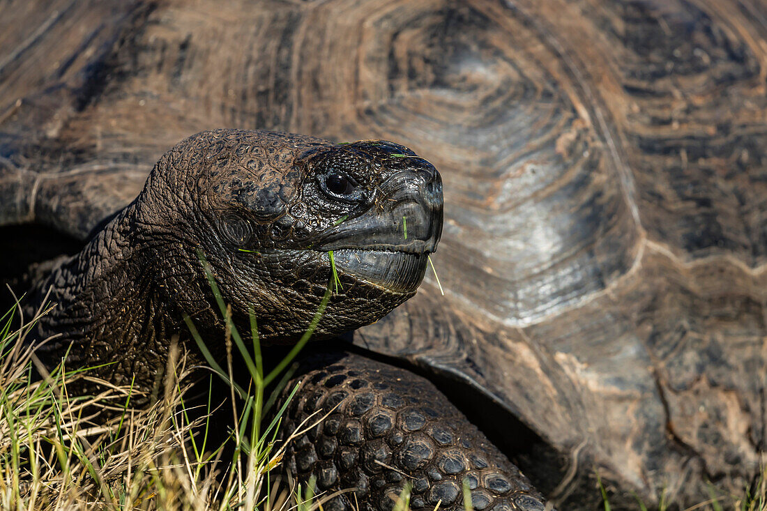 Wild Galapagos giant tortoise Geochelone elephantopus, in Urbina Bay, Isabela Island, Galapagos, UNESCO World Heritage Site, Ecuador, South America