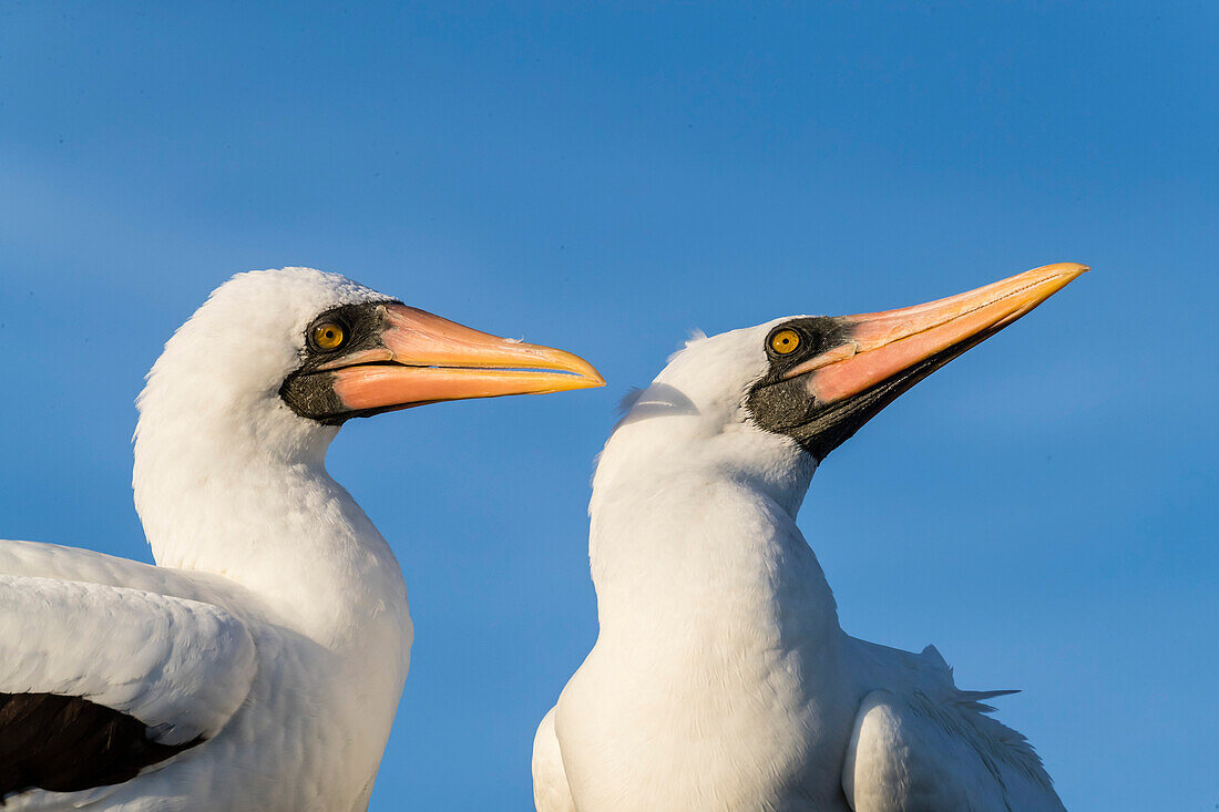 Nazca booby Sula granti, pair at Punta Suarez, Isla Espanola, Galapagos, UNESCO World Heritage Site, Ecuador, South America