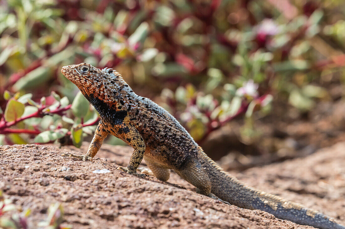 Male lava lizard Microlophus spp, on North Seymour Island, Galapagos, UNESCO World Heritage Site, Ecuador, South America