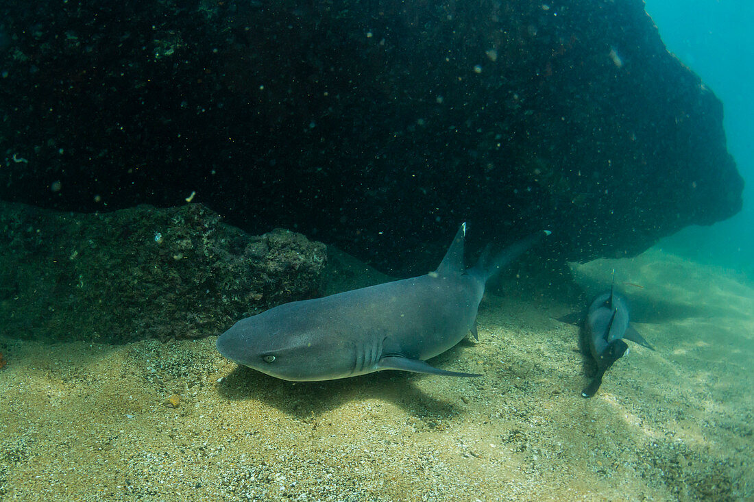 Whitetip reef shark (Triaenodon obesus) underwater at Sombrero Chino, Galapagos, Ecuador, South America