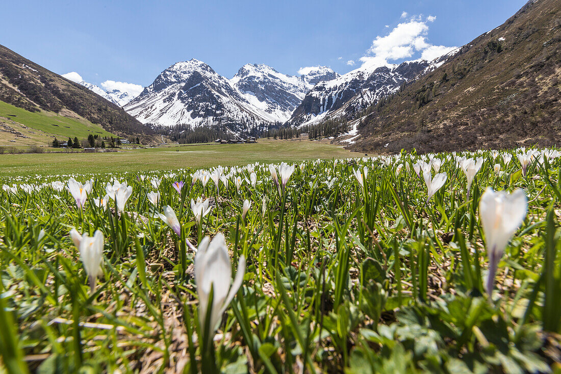 Close up of Crocus flowers during spring bloom, Davos, Sertig Valley, canton of Graubunden, Switzerland, Europe