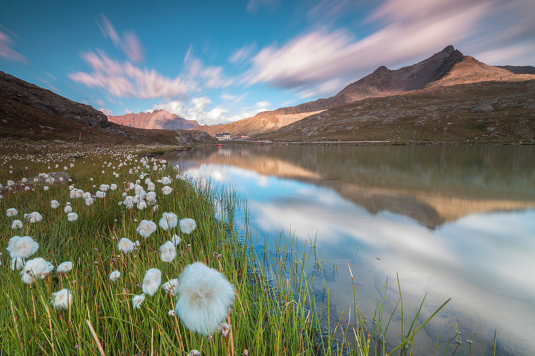 Cotton grass on the shore of Lago Bianco, Gavia Pass, Valfurva, Valtellina, Lombardy, Italy, Europe