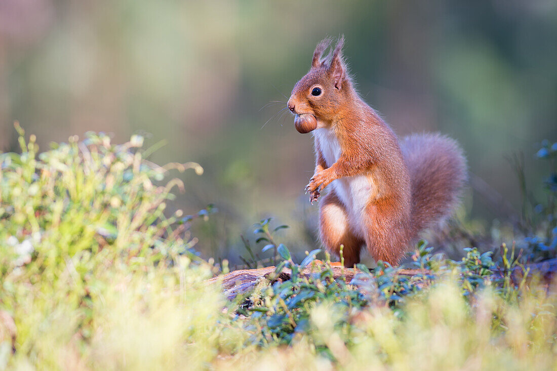 Red squirrel with nut, Cairngorms National Park, Scotland, United Kingdom, Europe