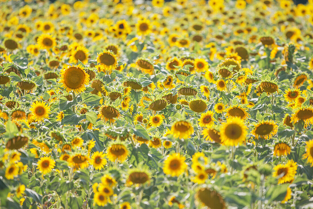 Field of sunflowers, Moustiers Sainte Marie, Alpes de Haute Provence, Provence, France, Europe