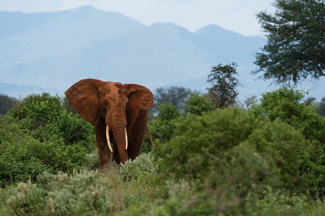 An African elephant Loxodonta africana walking in the bush, Tsavo, Kenya, East Africa, Africa