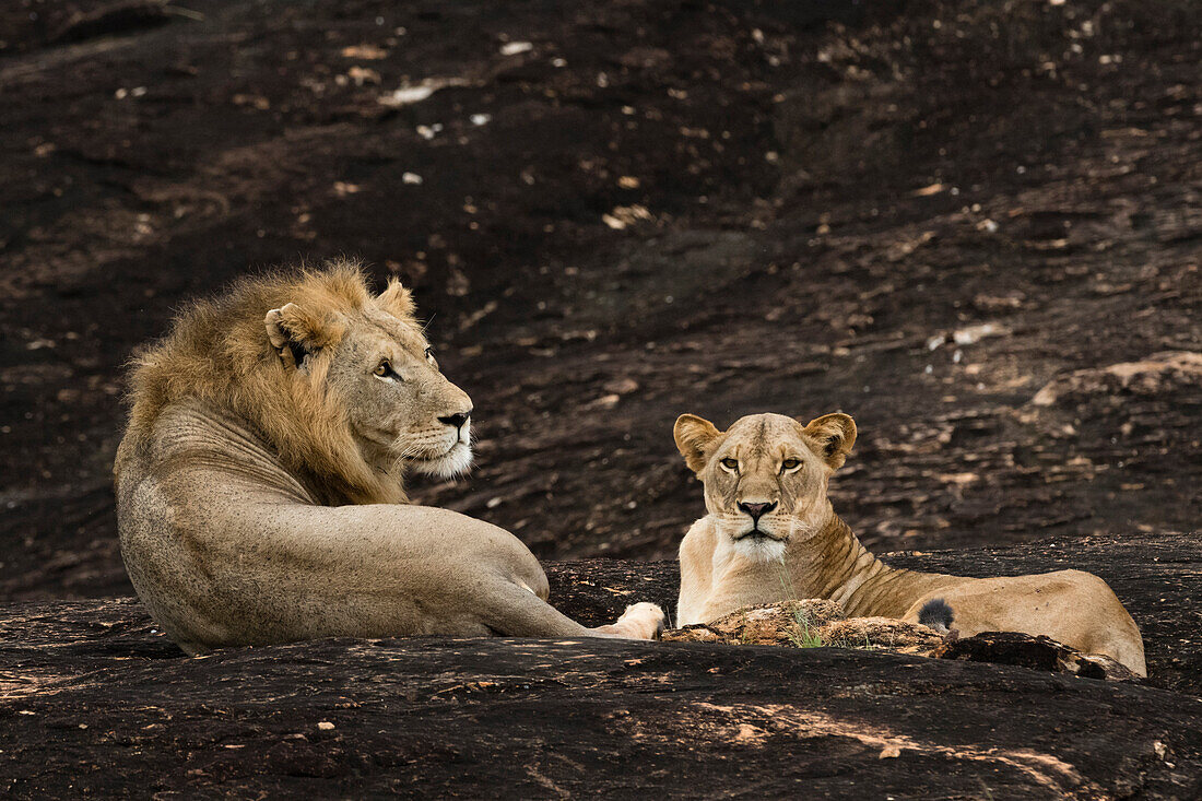 A lion pair (Panthera leo) on a kopje known as Lion Rock in Lualenyi reserve, Tsavo, Kenya, East Africa, Africa