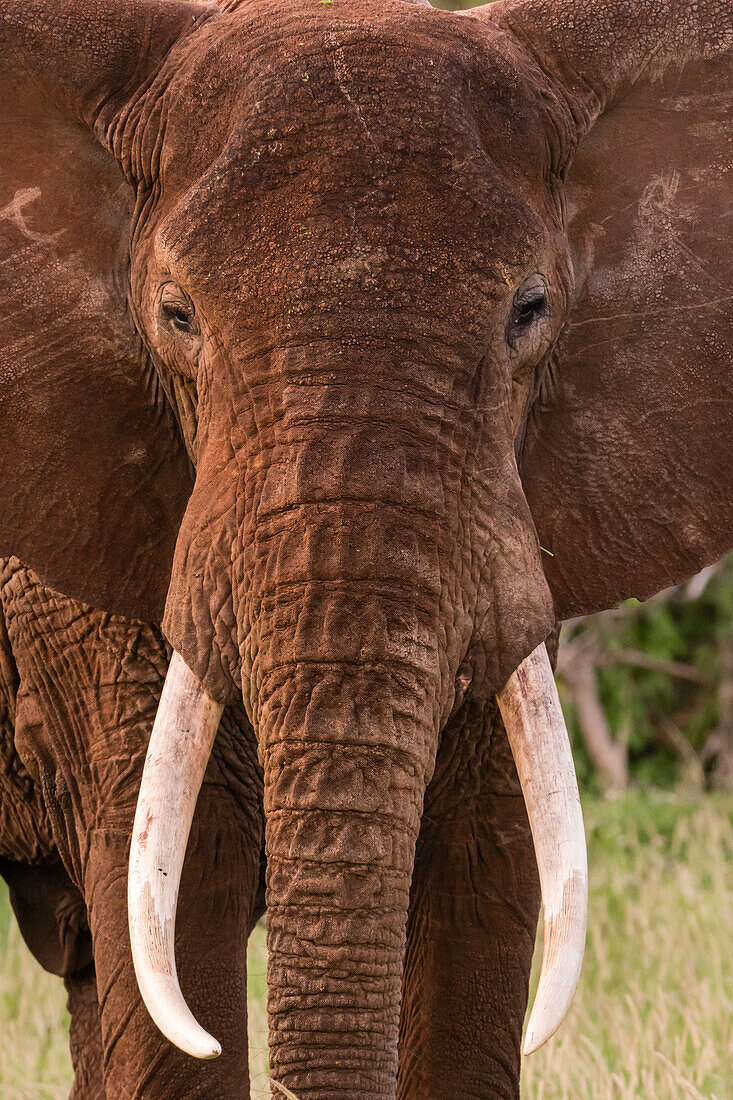 Portrait of an African elephant (Loxodonta africana), looking at the camera, Tsavo, Kenya, East Africa, Africa