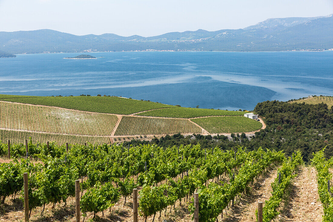 Coastal winery on the hills of the Dalmatian Coast, Croatia, Europe