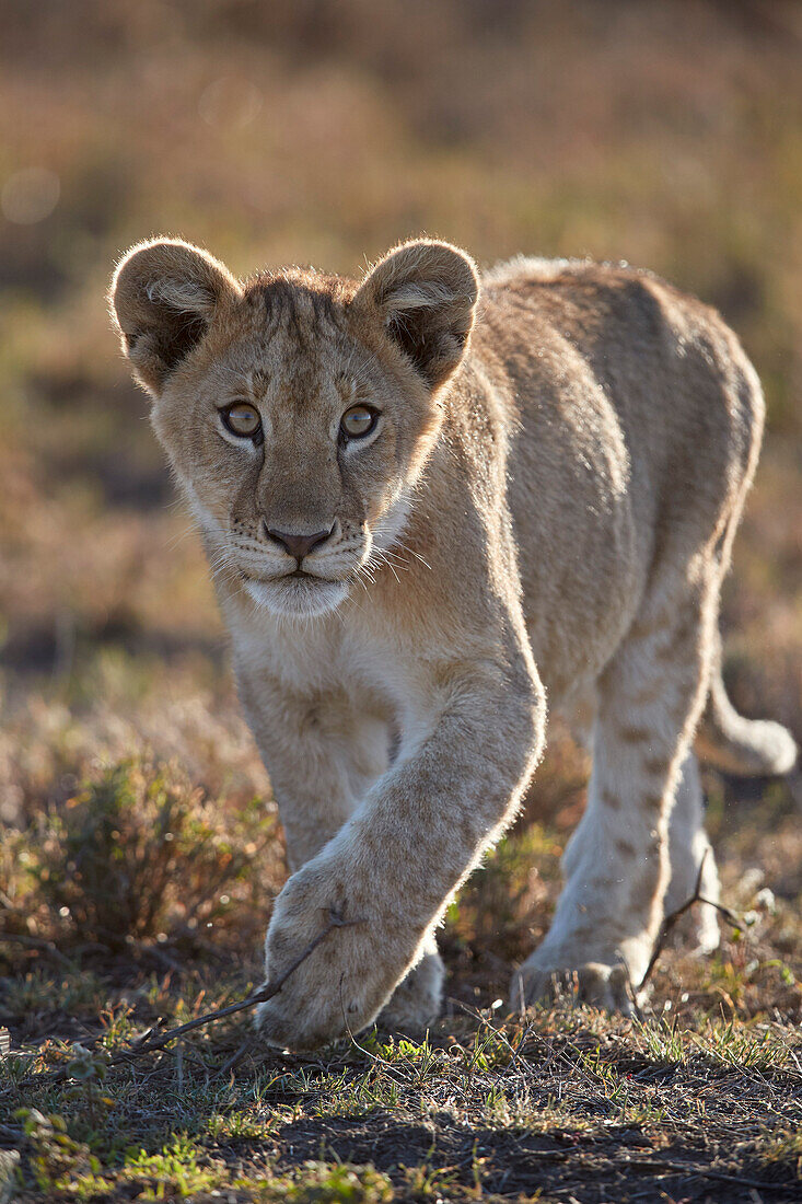 Lion (Panthera leo) cub, Ngorongoro Conservation Area, Tanzania, East Africa, Africa