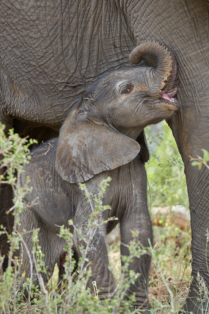 Days-old African Elephant (Loxodonta africana) calf, Kruger National Park, South Africa, Africa