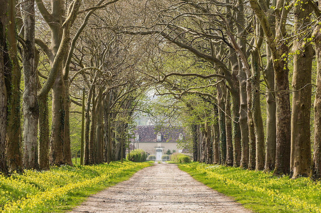 An avenue of trees in the countryside of Vienne, France, Europe