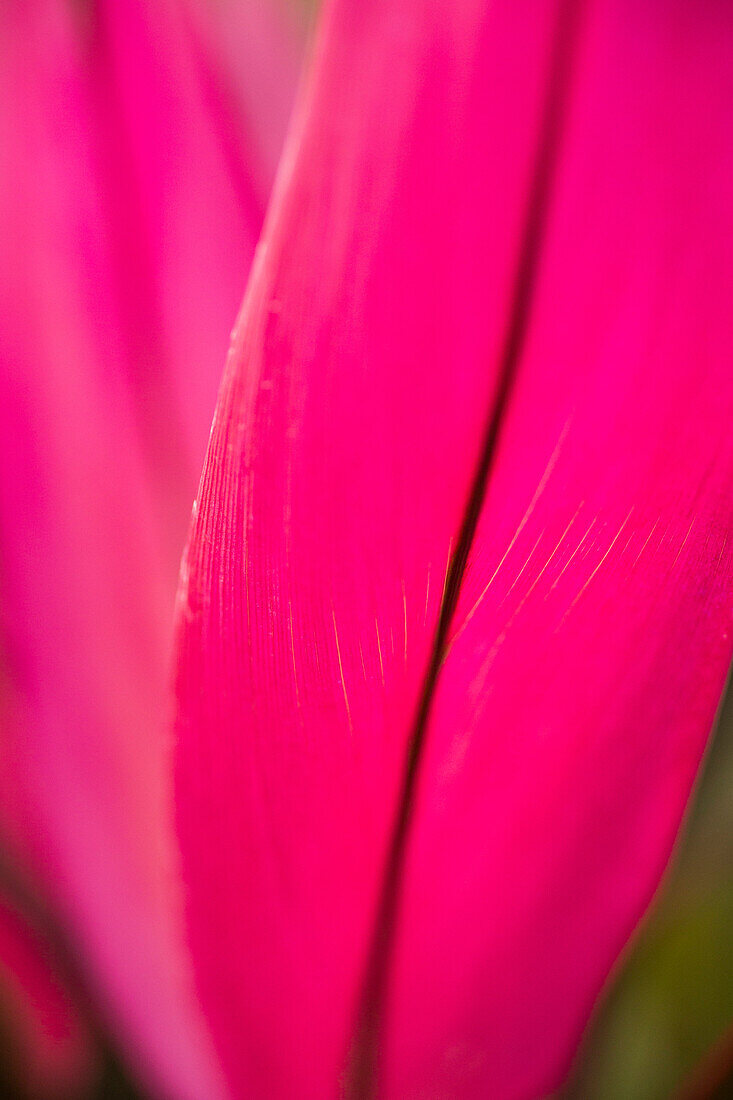 Close-up of vibrant pink leaf