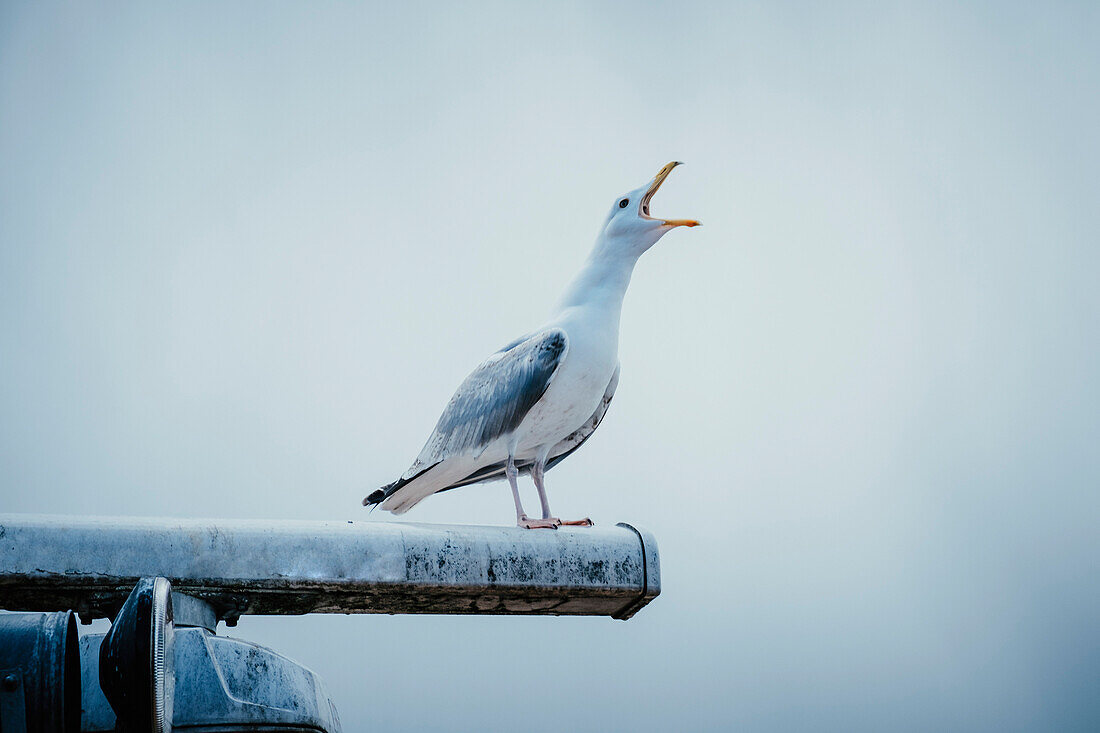 Seagull shouting while perching on metal against clear sky