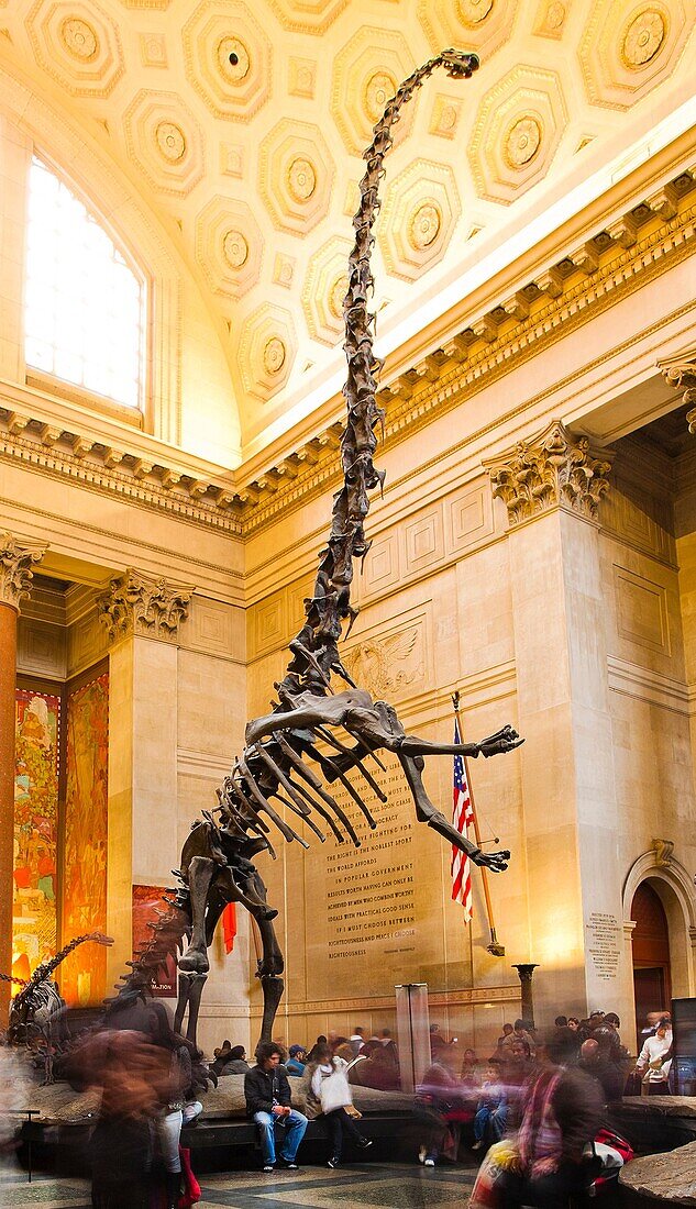 Barosaurus, plant-eating dinosaur, mounted skeleton, Theodore Roosevelt Rotunda, entrance lobby, American Museum of Natural History, Upper West Side, Central Park West at 79th Street, Manhattan, New York City, New York, USA.