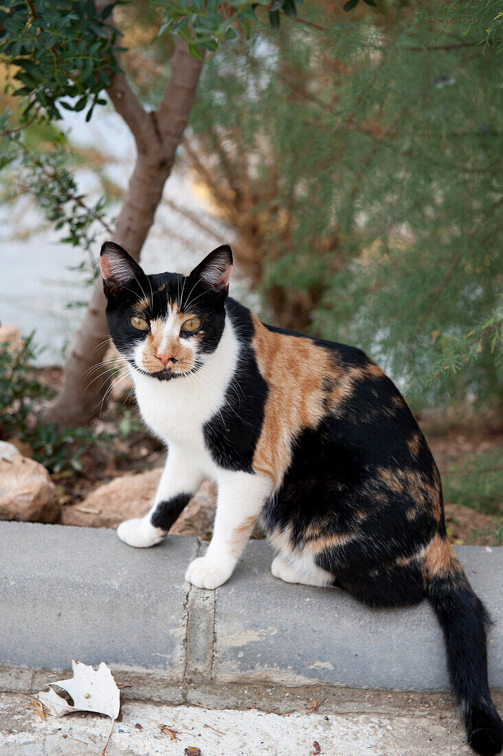Katze, la Granja, Guadix, Andalusien, Spanien, Europa