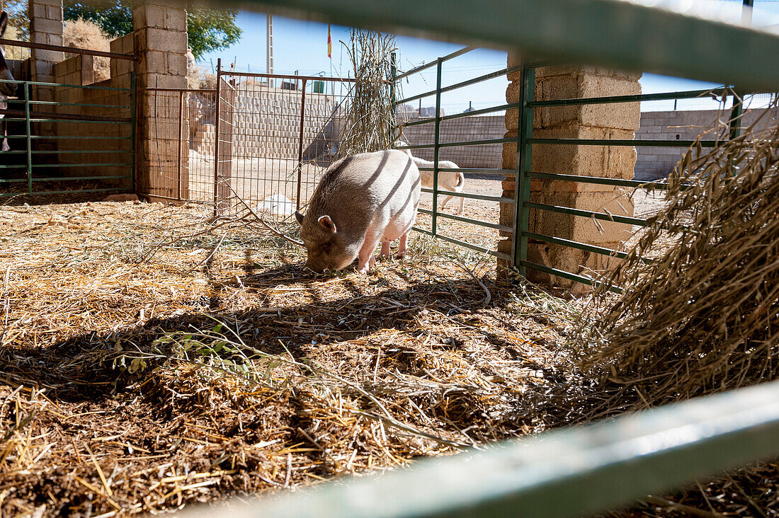 Schwein, Bauernhof, Andalusien, Spanien, Europa