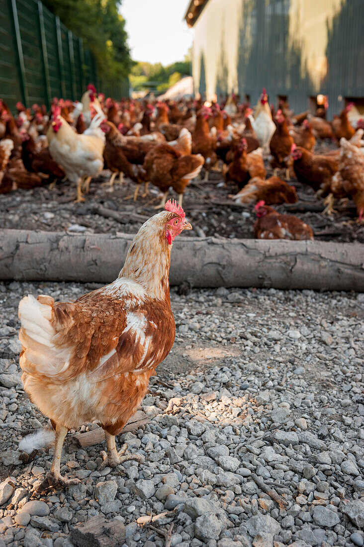 Free range chickens, hens, farmer, organic, agriculture, farming, Bavaria, Germany, Europe