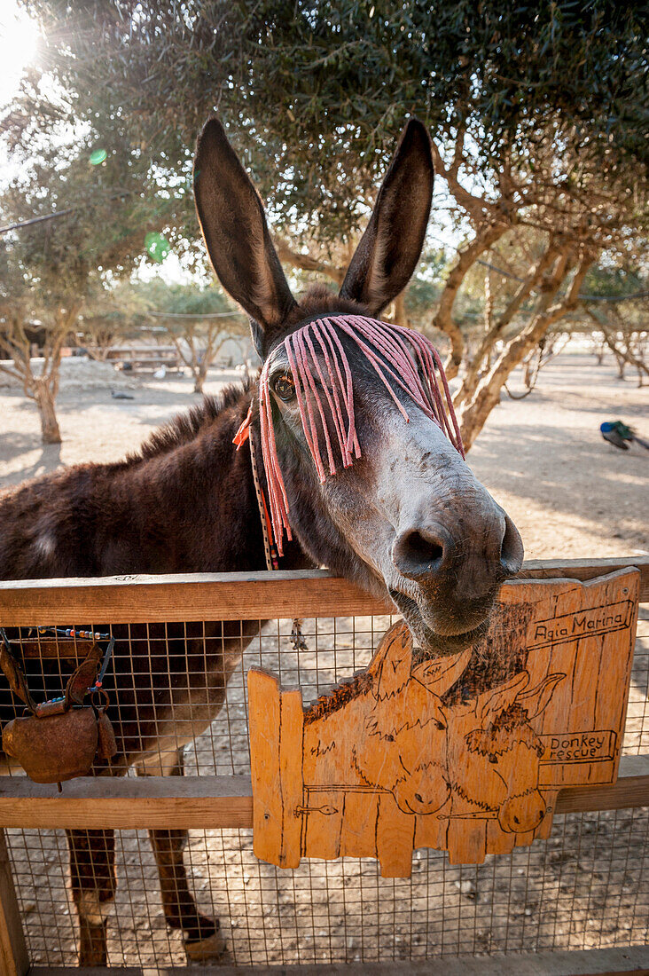 Donkey on a farm, Agia Galini, Crete, Greece, Europe