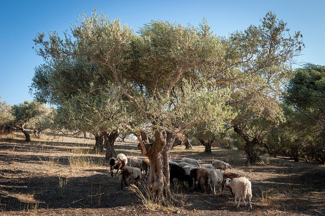 Flock of sheep grazing, Crete, Greece, Europe