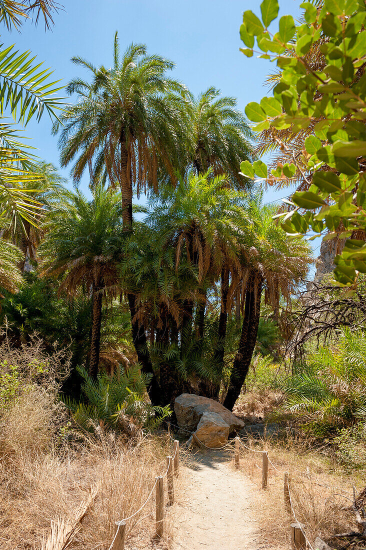 Palmen, Fluß, Palmenhain, Schlucht, Preveli, Kreta, Griechenland, Europa