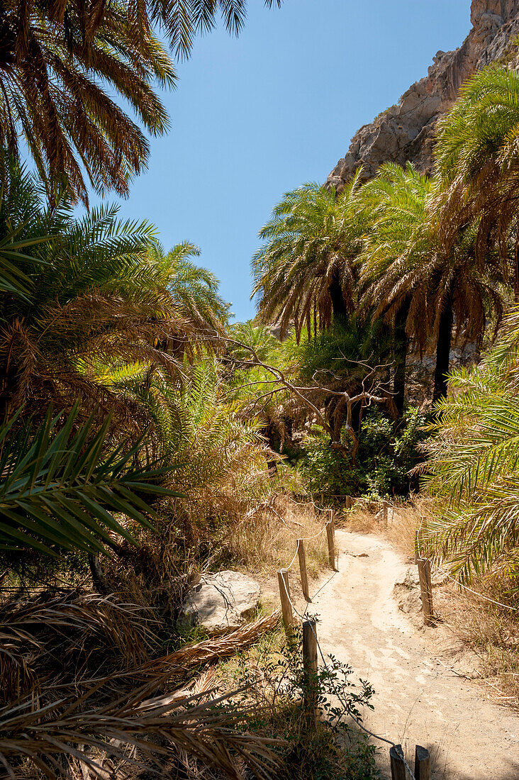 palm tree lined river, canyon, Preveli, Crete, Greece, Europe