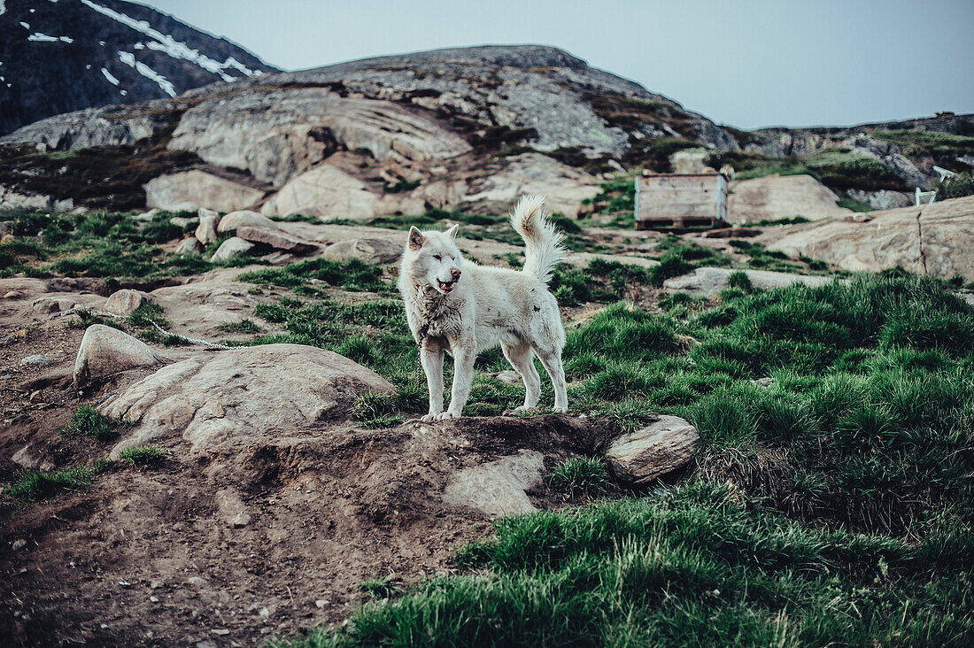 Hunde in der Wildniss Grönlands, Arktis.