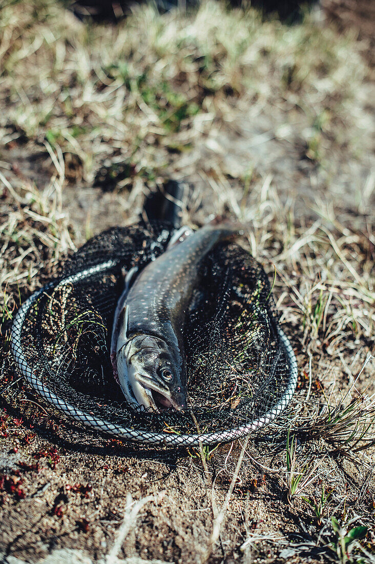 Gefangener Fisch im Netz, Grönland, Arktis.