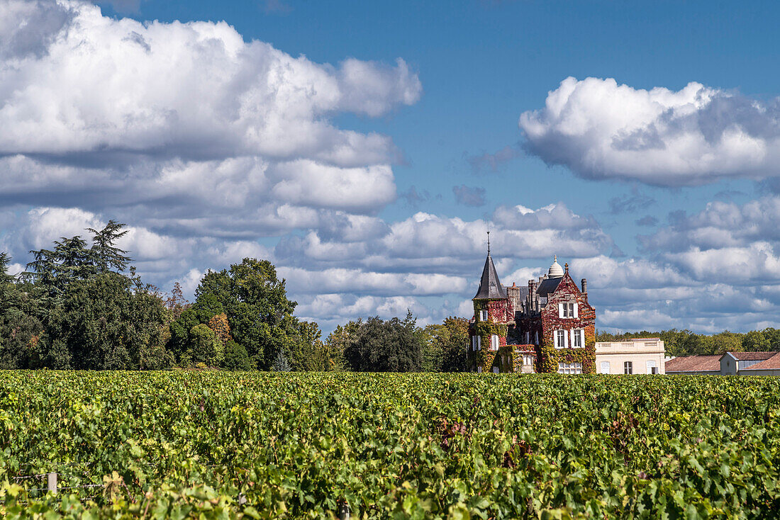 vineyards in Medoc, Bordeaux, Gironde, Aquitaine, France, Europe, Chateau Lascombes, vineyard in Medoc, Margeaux,  grapevine, Bordeaux, Gironde, Aquitaine, France, Europe