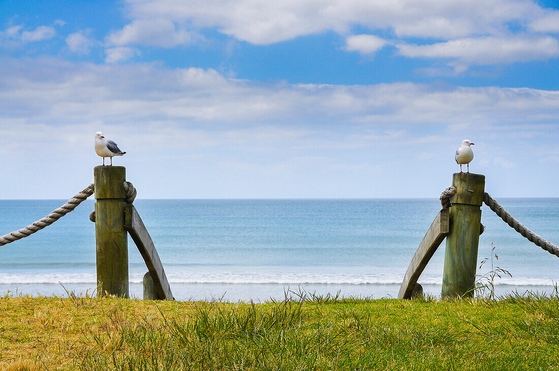 two seagulls at the stairs to the beach, south island, New Zealand