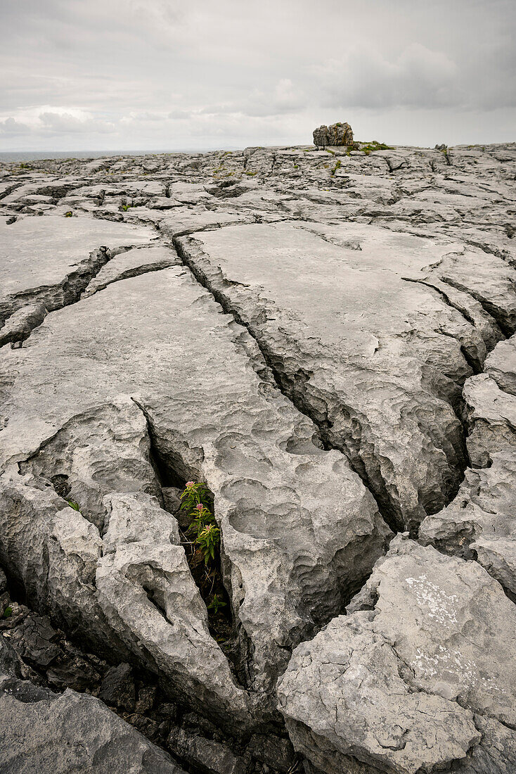 karst landscape The Burren, County Clare, Ireland, Europe