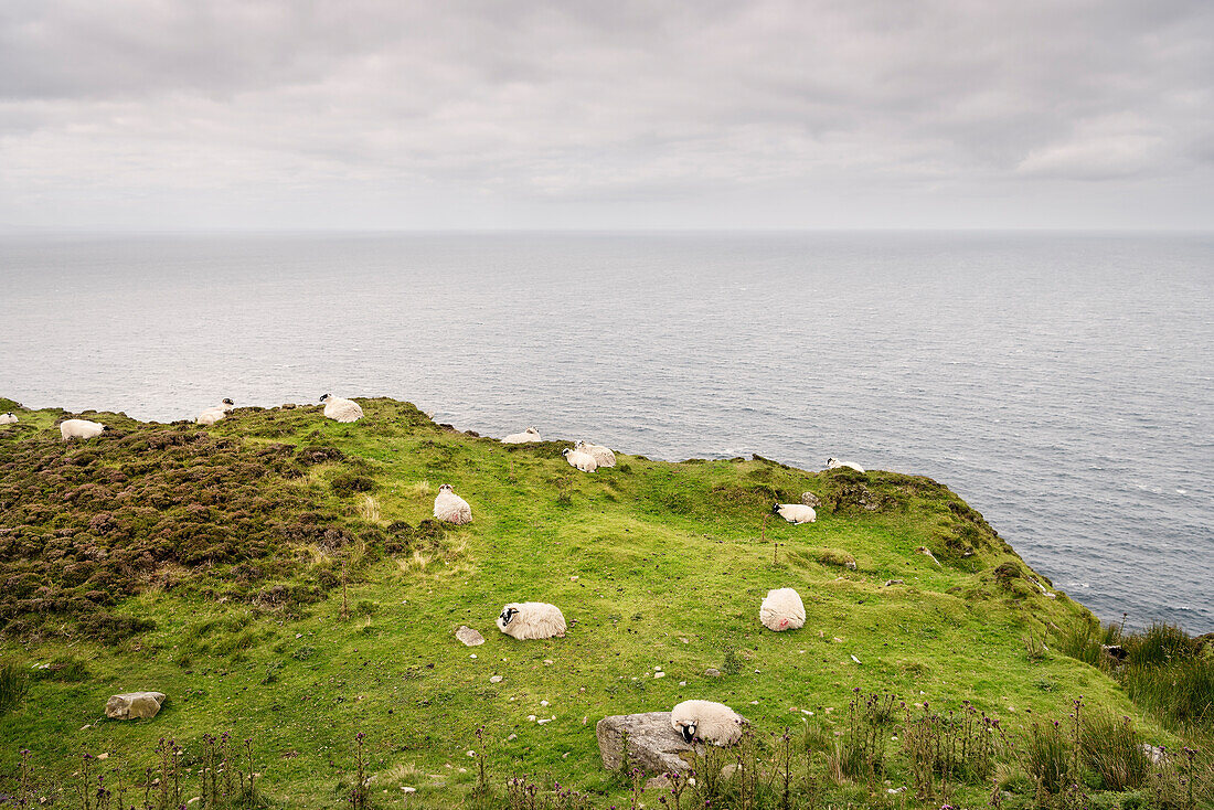 sheep at meadow at cliffs Slieve League, Teelin, County Donegal, Ireland, Wild Atlantic Way, Europe