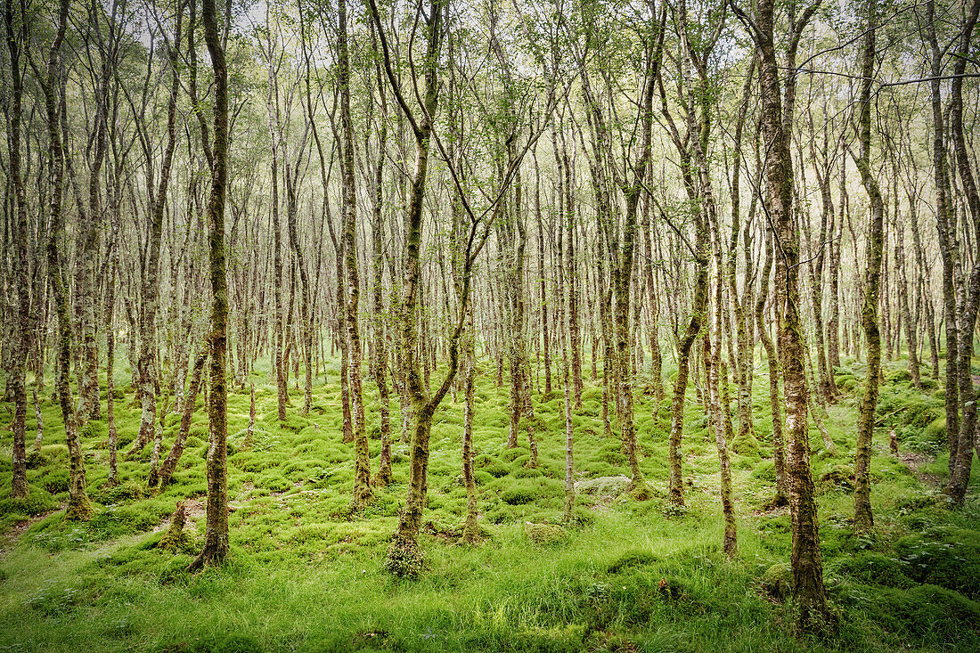 ein in Irland eher seltenes Waldstück bei Klosteranlage Glendalough, Grafschaft Wicklow, Irland, Europa
