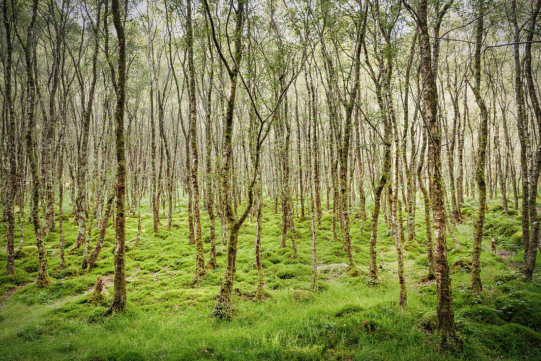 for Ireland rare piece of wood around Glendalough Monastic Site, County Wicklow, Ireland, Europe