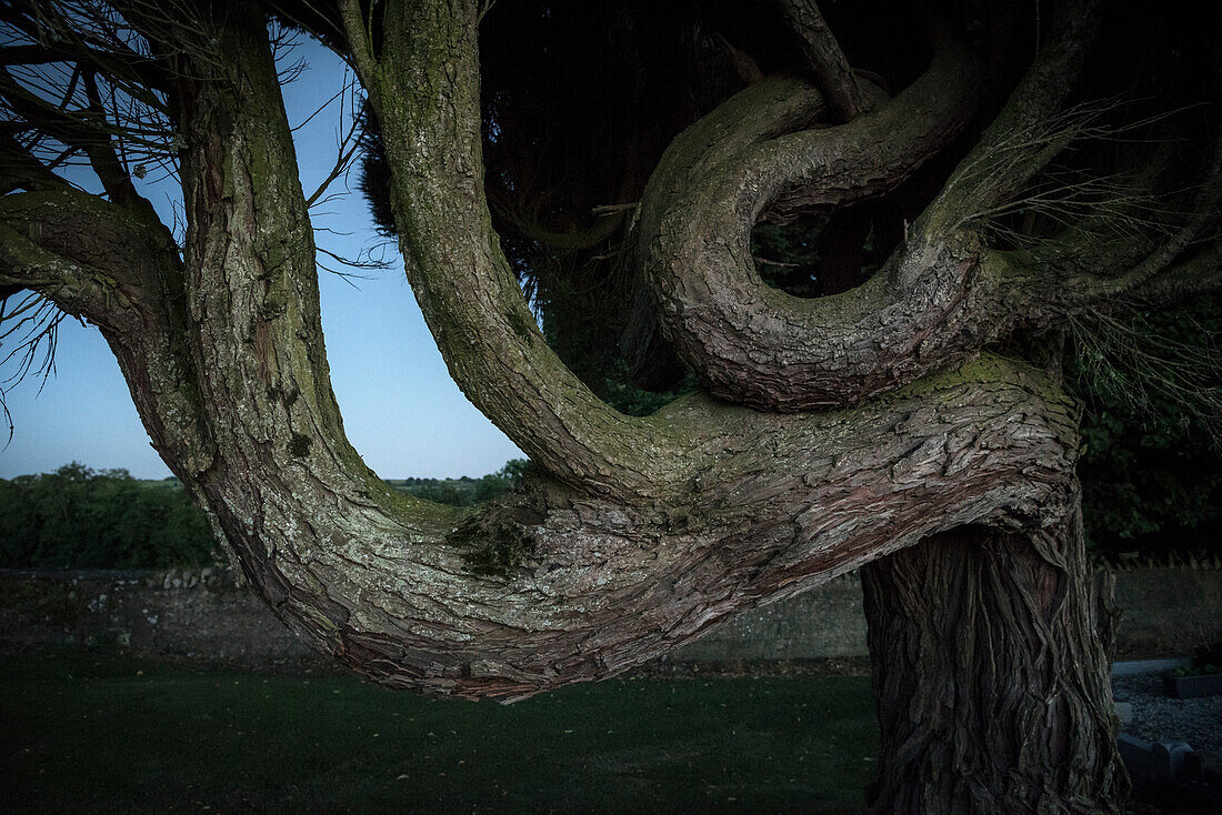 verschlungener mysteriöser Baum beim Grabhügel Dowth, prähistorische Kultstätten Brú na Bóinne, Grafschaft Meath, Tal des Boyne, Irland, Europa, UNESCO Weltkulturerbe