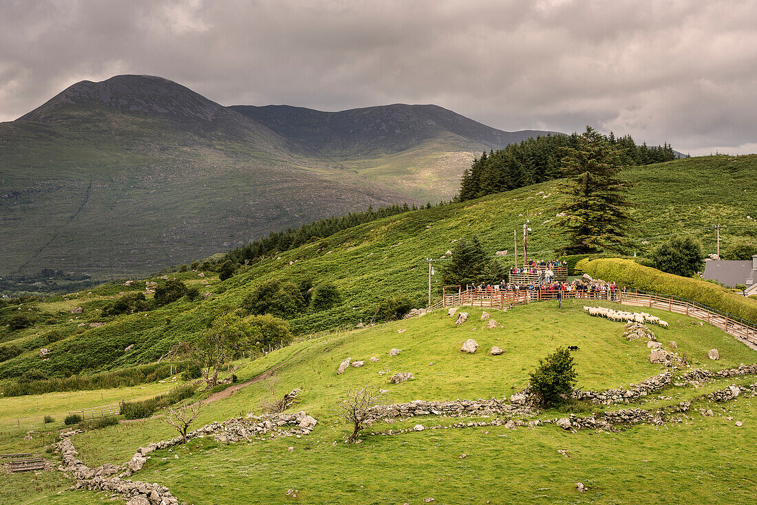 sheep show close to Killarney national park, County Kerry, Ireland, Ring of Kerry, Wild Atlantic Way, Europe