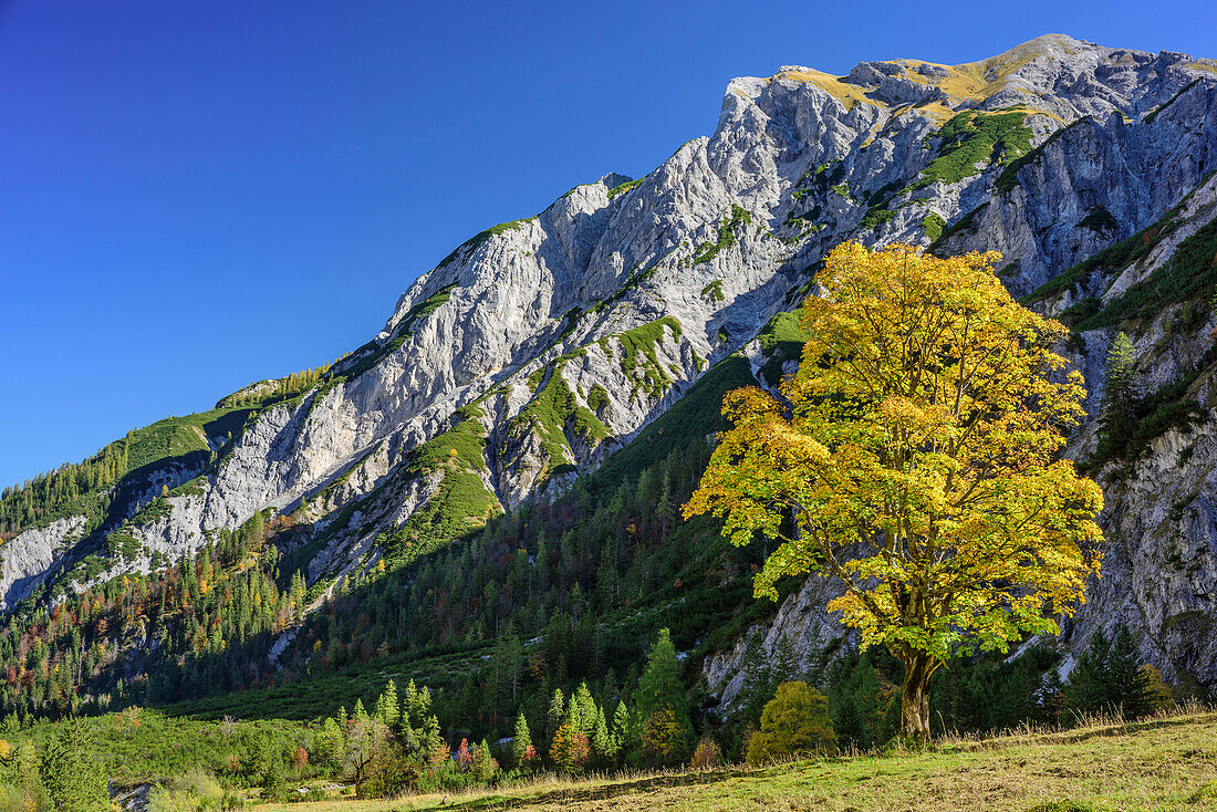 Herbstlich verfärbter Ahorn, Gramaialm, Karwendel, Naturpark Karwendel, Tirol, Österreich