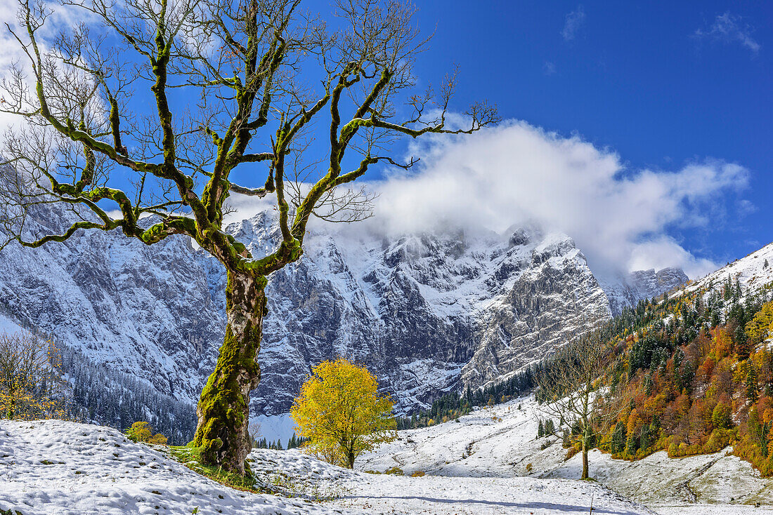 Herbstlich verfärbte Ahornbäume auf verschneitem Großen Ahornboden, Großer Ahornboden, Eng, Karwendel, Naturpark Karwendel, Tirol, Österreich