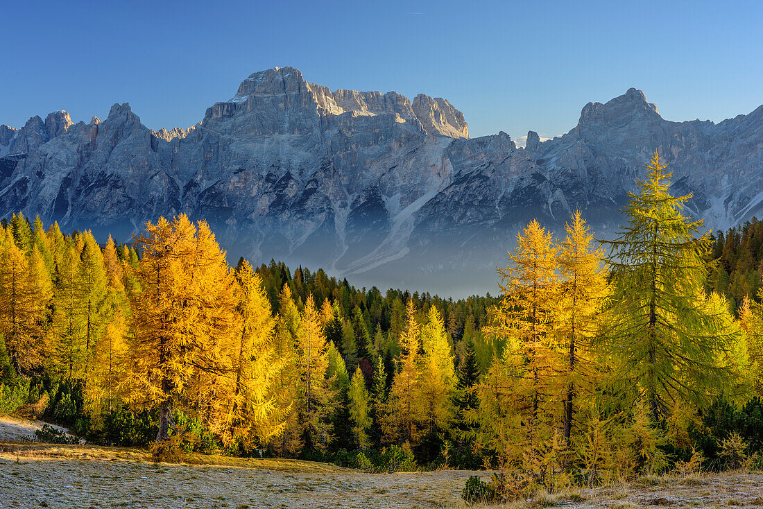 Larch trees in autumn colours with Sorapiss group, Monte Pelmo, Dolomites, UNESCO World Heritage Site Dolomites, Venetia, Italy